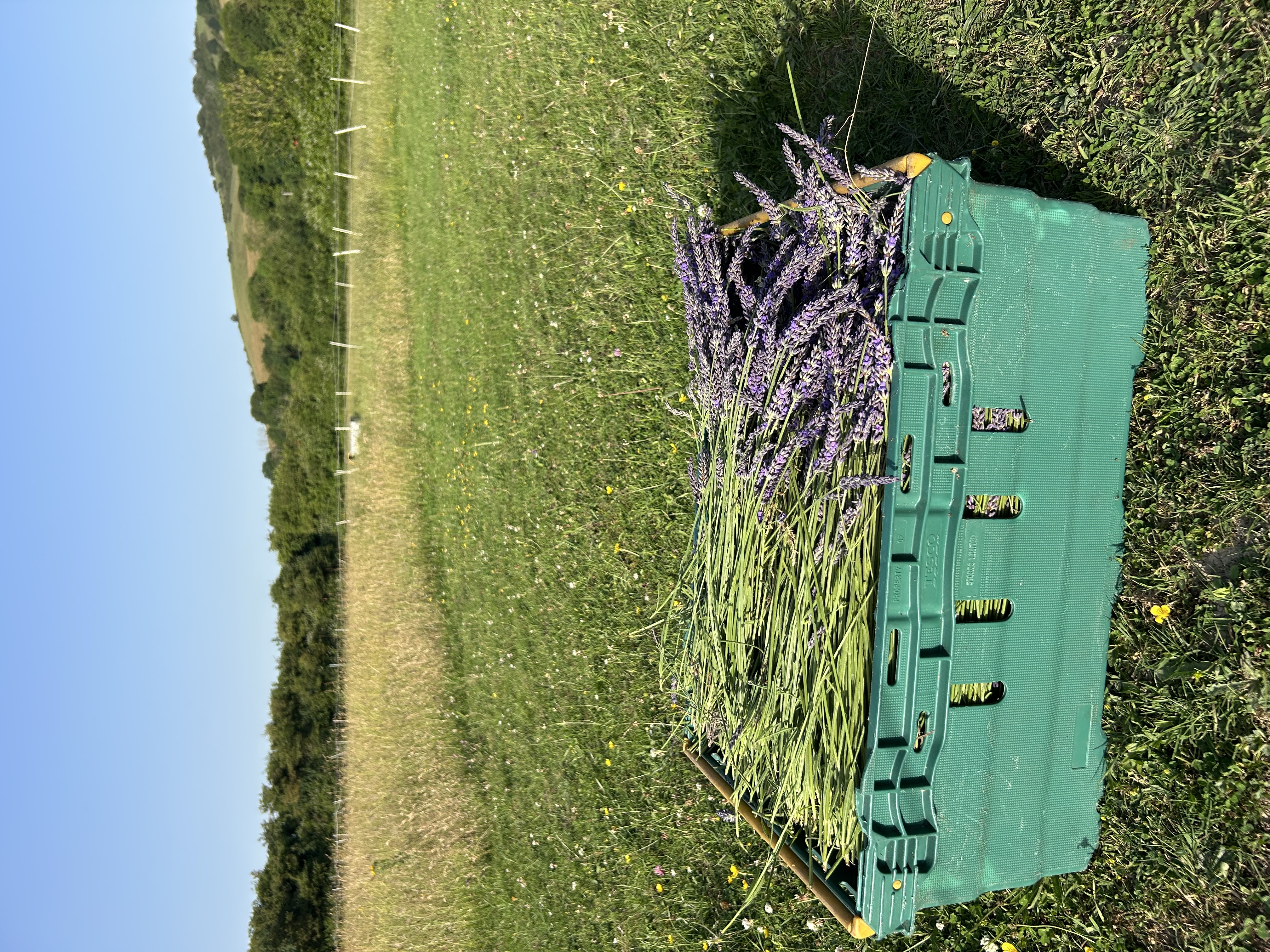 Green crate basket of fresh-cut lavender