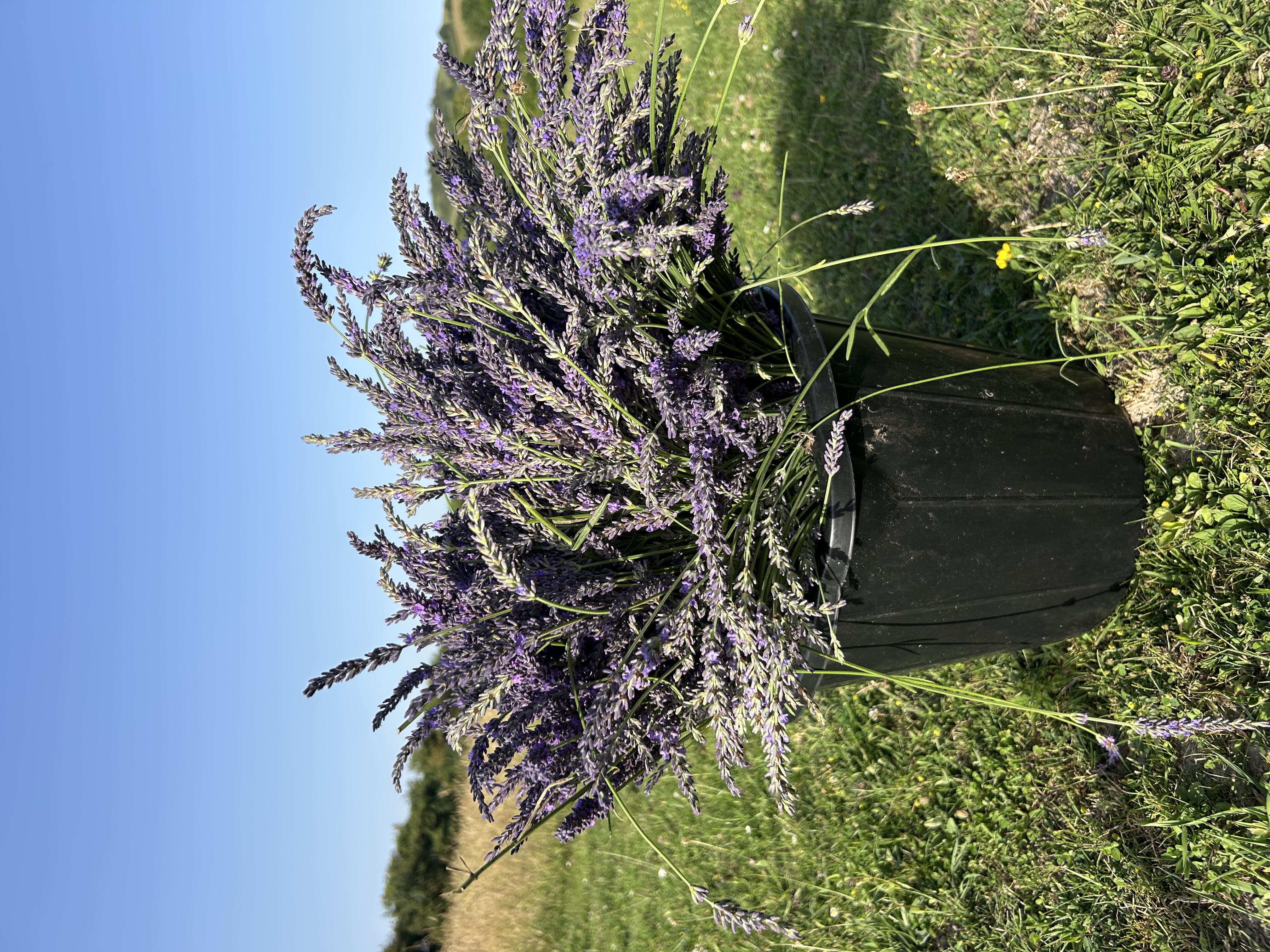 5 gallon bucket filled with fresh-cut lavender