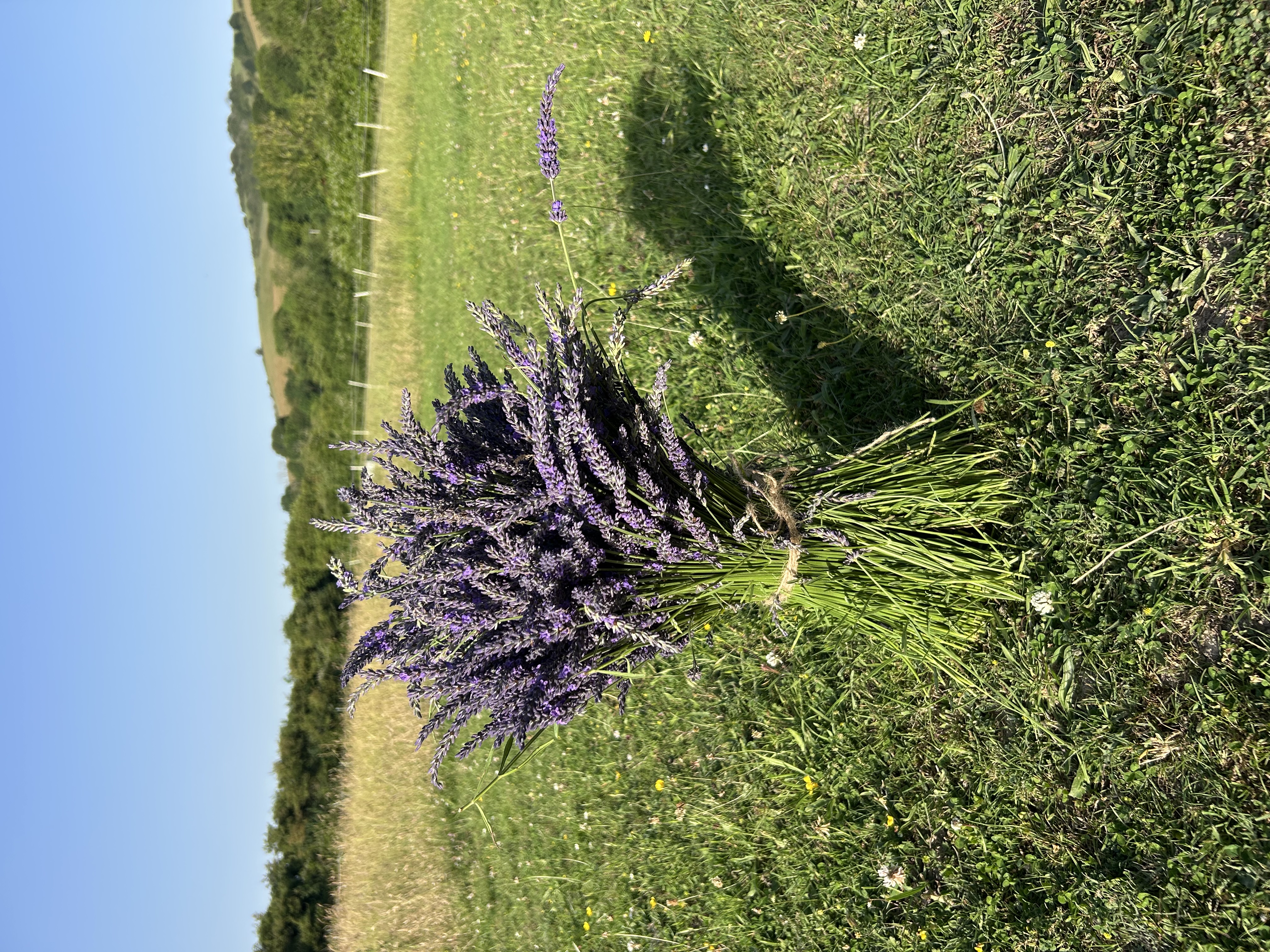 Small bushel of fresh-cut lavender standing in the field
