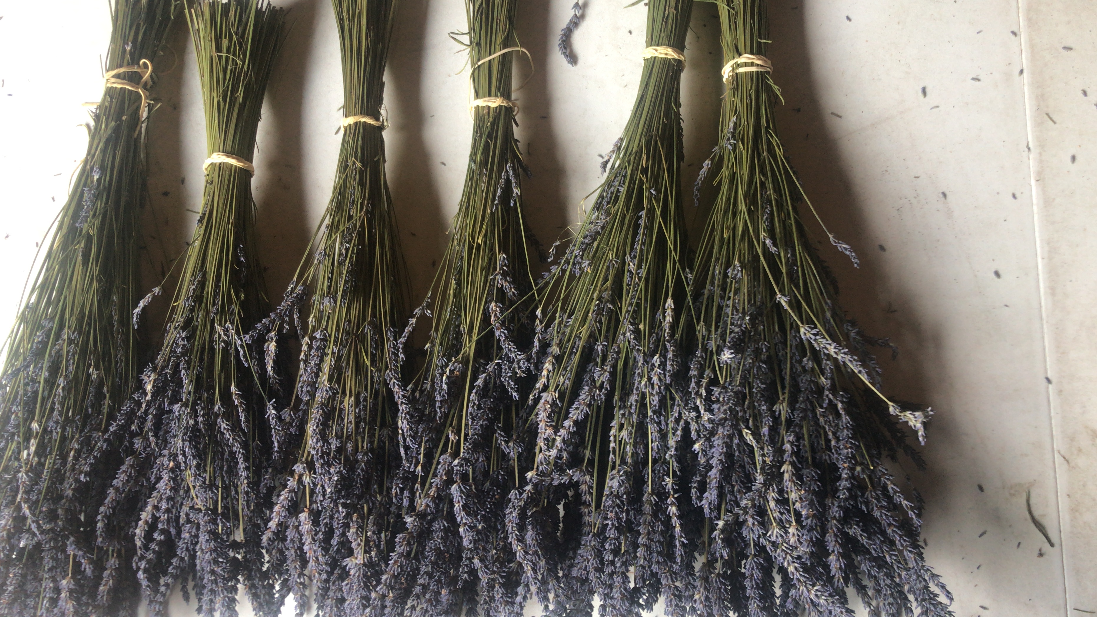 Dried lavender bundles from Sussex Lavender