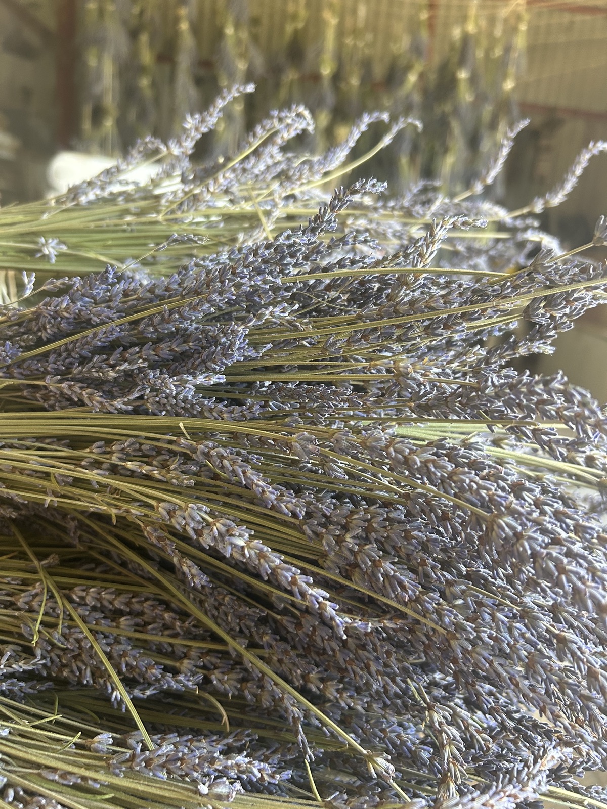 Dried lavender bunches close up