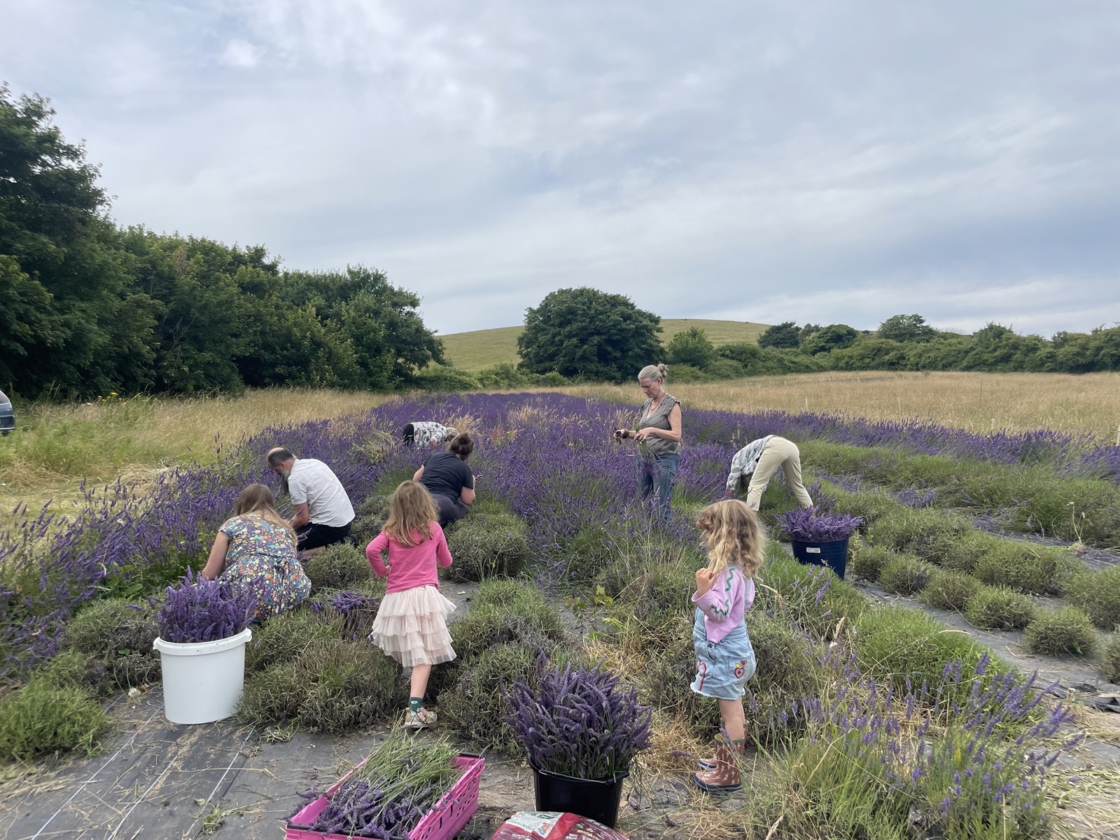 Families harvesting lavender together at Sussex Lavender