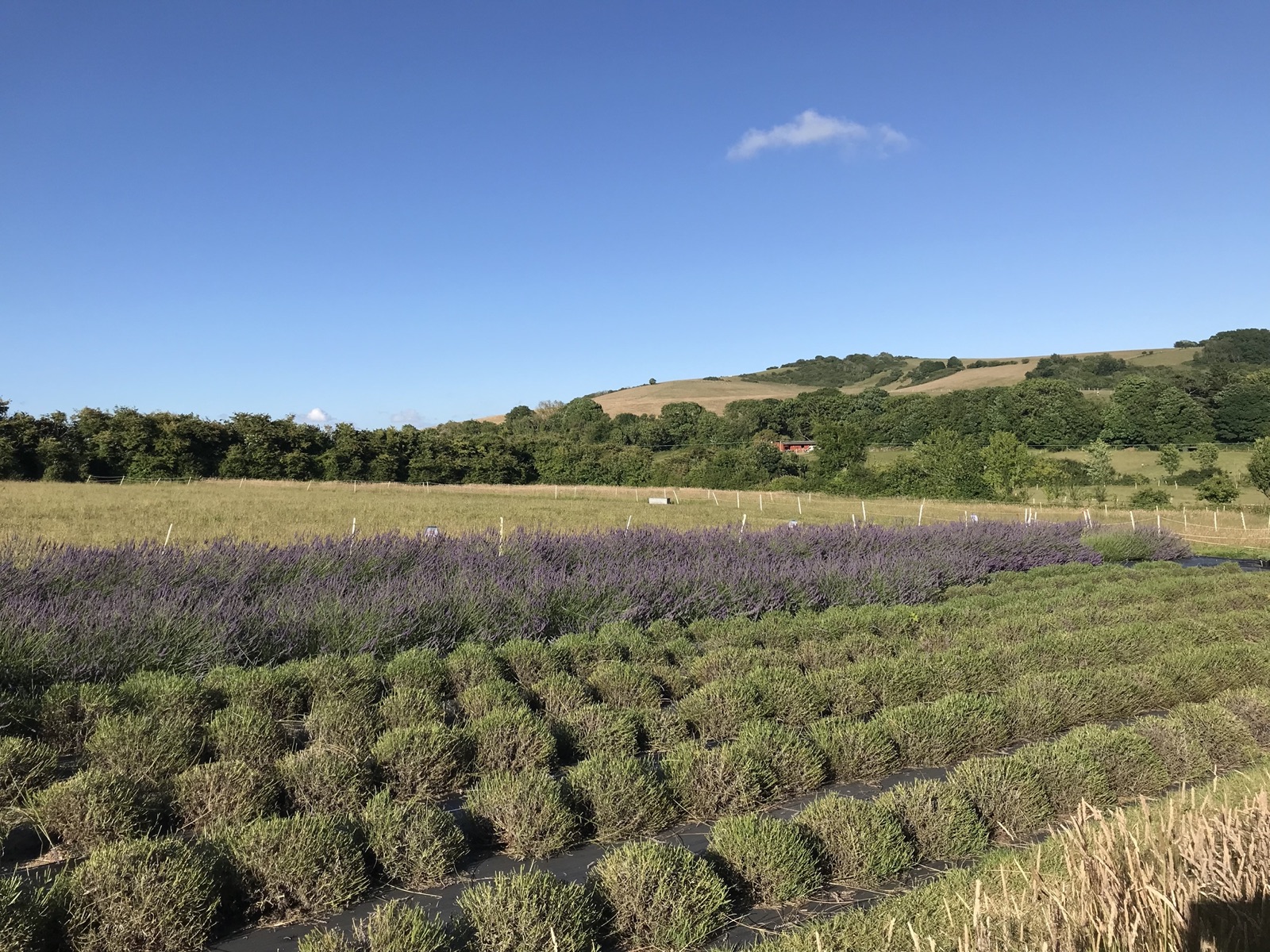 The lavender field with the South Downs rising behind