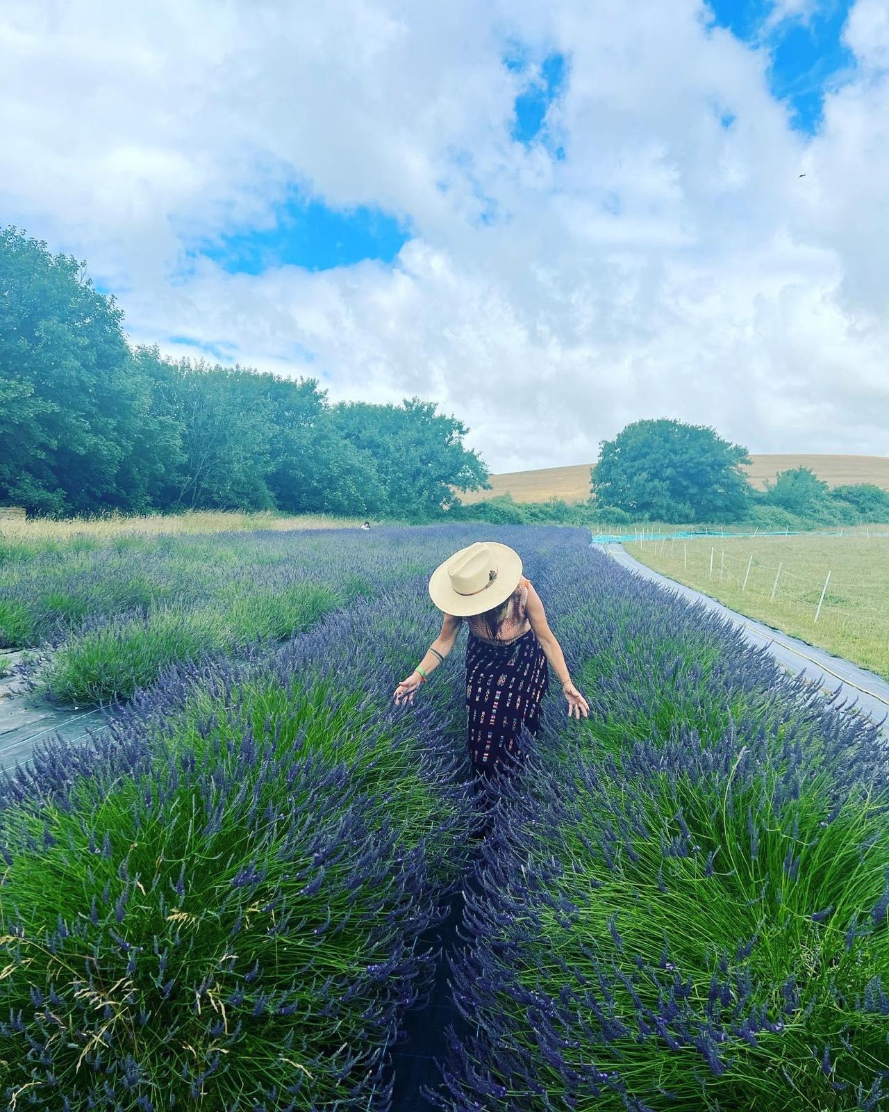 Walking through the lavender rows on the South Downs
