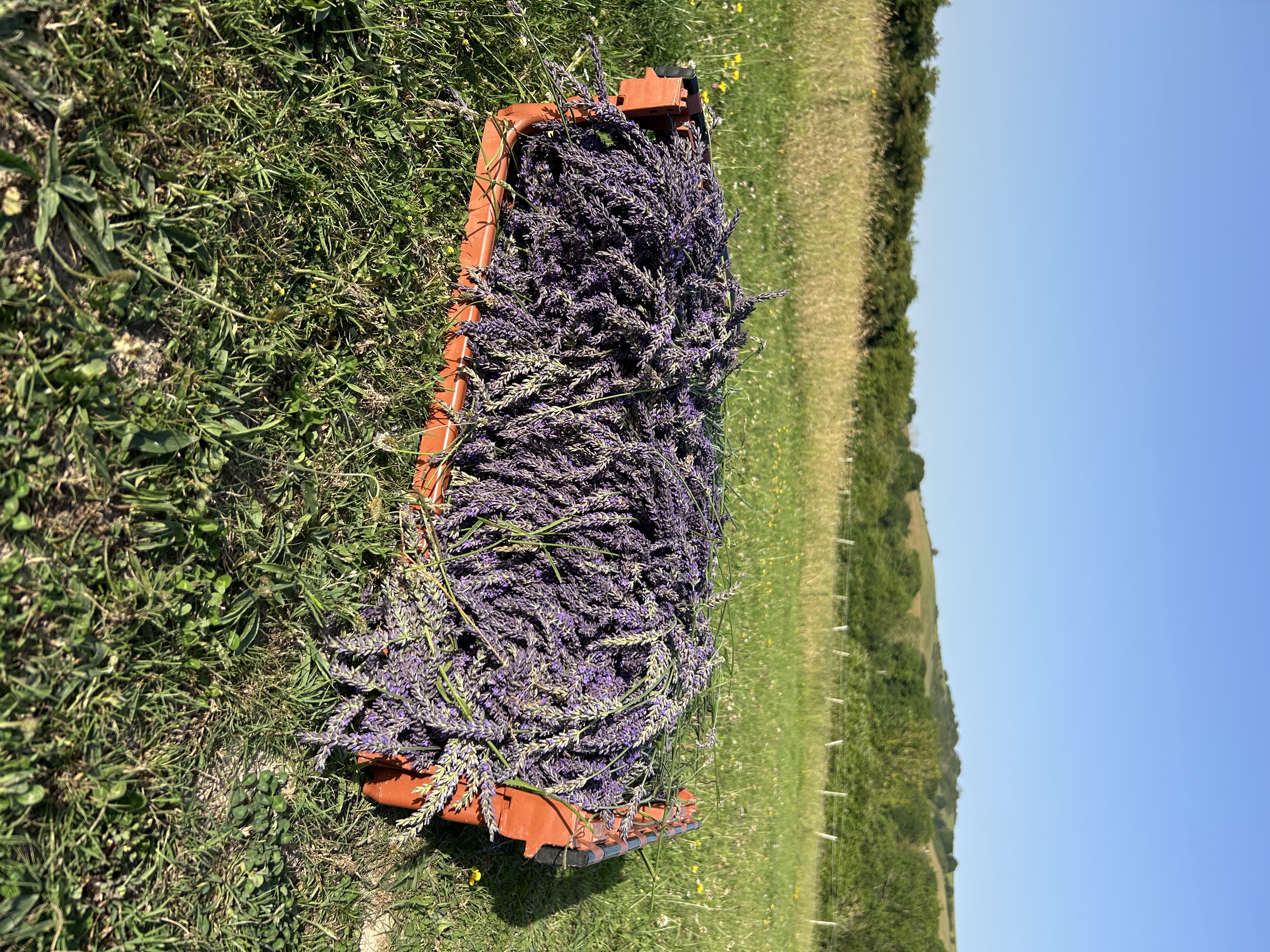 Large pallet crate of fresh-cut lavender